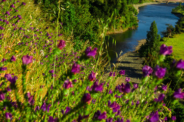 Wall Mural - paisajes naturaleza  campo flores  pastizales bobinos   volcanes  rio Chile Sudamerica cascada arboles