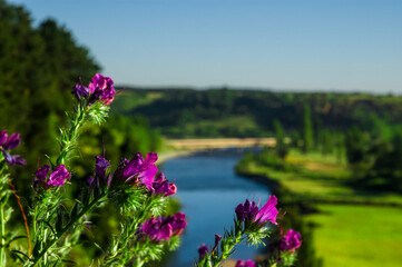 Canvas Print - paisajes naturaleza  campo flores  pastizales bobinos   volcanes  rio Chile Sudamerica cascada arboles