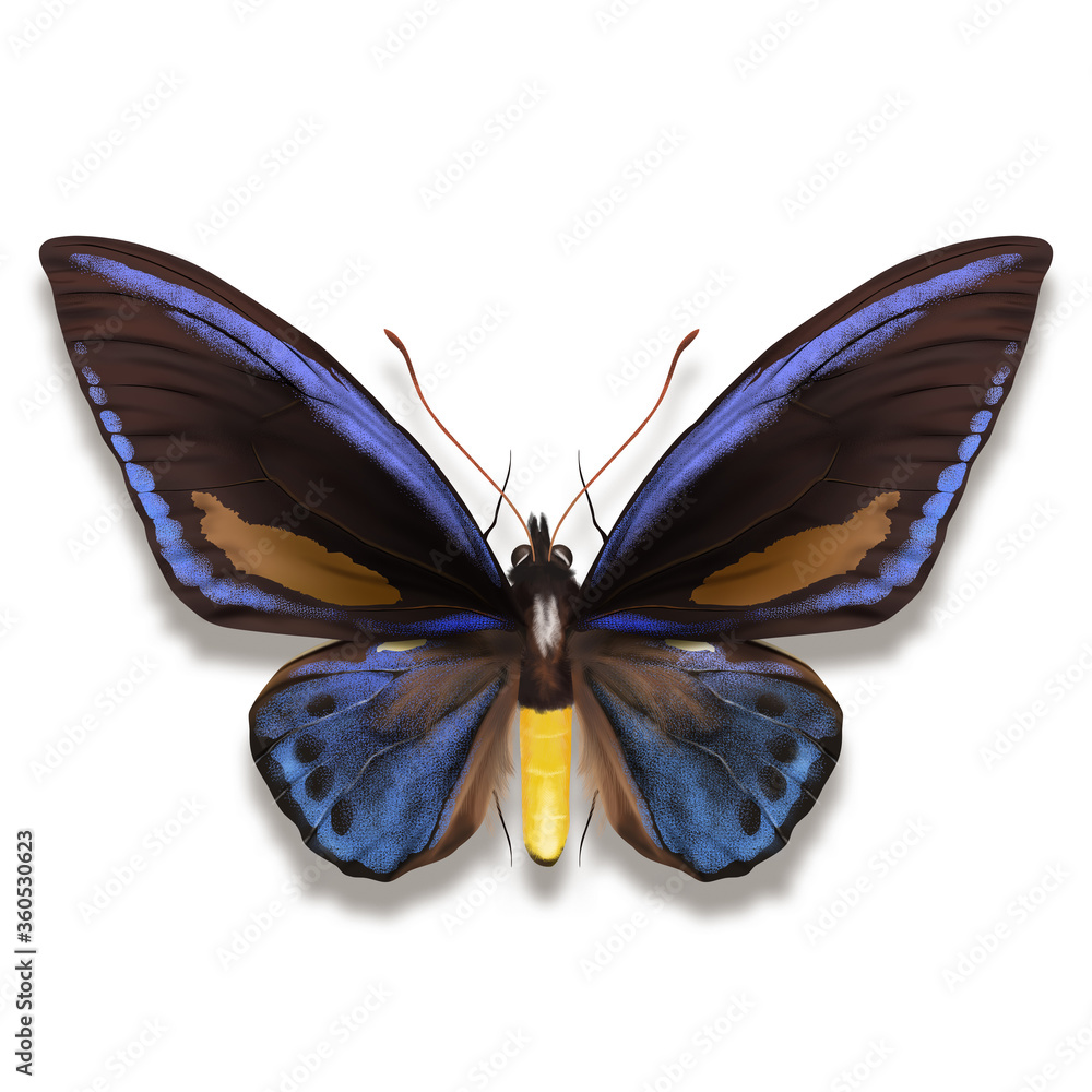 Priam's Blue Birdwing butterfly illustration named Ornithoptera