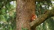 European squirel on a tree