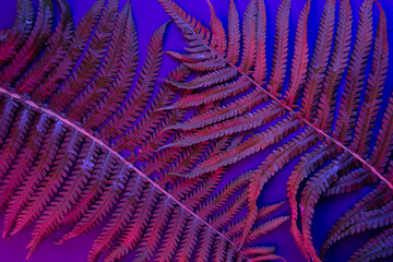  Tropical leaf forest glow in the black light background. High contrast