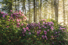 Maudslay State Park With Blooming Rhododendrons At Sunset