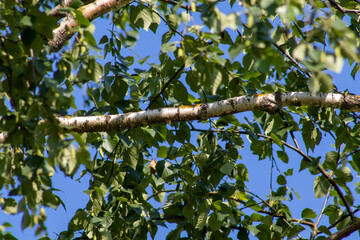 tree in the forest