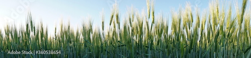 Fotografía Young Green Barley Grass - Panorama