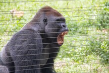 Closeup Of A Roaring Gorilla Behind The Fences In A Zoo Under The Sunlight At Daytime