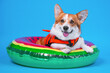  Funny smiling welsh corgi pembroke or cardigan dog in orange life vest lies in inflated swimming floating ring.  Studio, blue background, copy space.