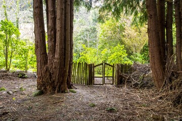 Canvas Print - Beautiful shot of an old wooden fence surrounded by greenery