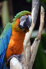 Wall Mural - blue and yellow macaw ara