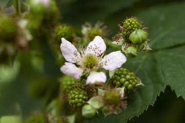 Poster - Closeup shot of blossomed white flowers and unripe blackberries