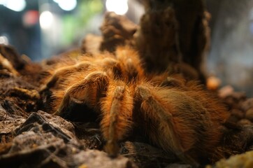 Wall Mural - Closeup shot of a hairy spider on the ground