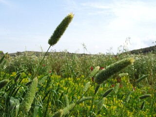 Poster - Closeup shot of Canary grass plant in a field in Maltese Islands, Malta