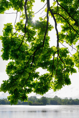 Wall Mural - Oak tree branch with leaves and lake in the background.