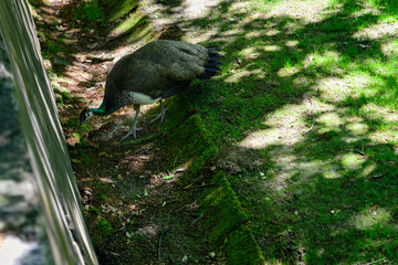 Poster - Adult female peacock with cub.