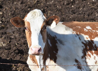 Cow at the Fence