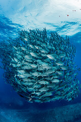 Wall Mural - A school of bigeye trevally