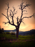 Fototapeta Sawanna - A backlit silhouetted tree