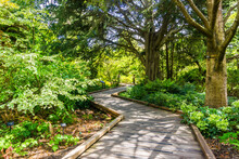 Wooden Boardwalk Meandering Through A Lush Landscape In The Botanical Garden Located In Golden Gate Park; San Francisco, California