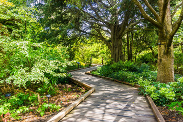 Wooden boardwalk meandering through a lush landscape in the Botanical Garden located in Golden Gate Park; San Francisco, California