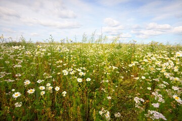 Wall Mural - Wildflowers close-up. Panoramic view of the blooming chamomile field. Dramatic cloudscape. Floral pattern. Setomaa, Estonia. Environmental conservation, gardening, alternative medicine, eco tourism