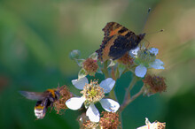 Close Up Image Of A Bee And A Butterfly On The Same Flower