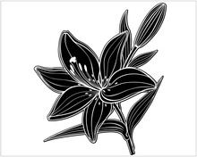 Black Silhouette Of A Large Lily Flower With Leaves, Bud And Stem - Stock Illustration. Lily - Inverted Black And White Picture - Silhouette.