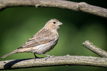 A Female House Finch " Haemorhous Mexicanus " Looking For Food While Perched On A Branch.