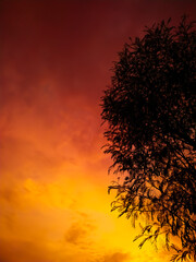 Wall Mural - tree silhouettes on red sky background in sundown time...