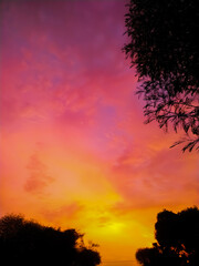 Wall Mural - sunset and tree