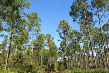  Landscape of Florida wild forest