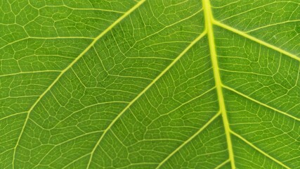 Green bodhi leaf close up