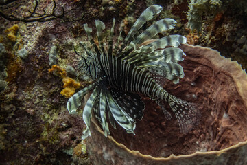 Wall Mural - Lionfish 