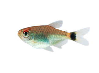 Red Eye Tetra fish isolated on white background