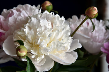 Wall Mural - Peony flower head under sun light