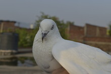 Beautiful Photograph Of Indian Pigeons.