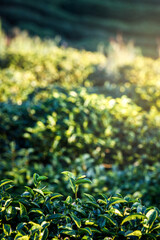 Wall Mural - Landscape of Tea Plantation Field on mountain , Chiang mai , Thailand