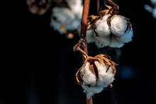 Cotton Flowers Dried 