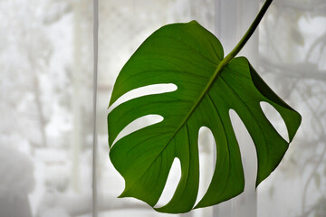 Green plant in a bright window