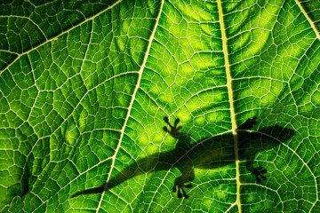 Wall Mural - lizard silhouette on green leaf close up in the detail