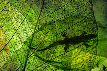 Wall Mural - lizard silhouette on green leaf close up in the detail