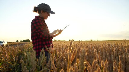 Poster - Woman farmer stands in a wheat field at sunset and works with a digital tablet. Slow motion