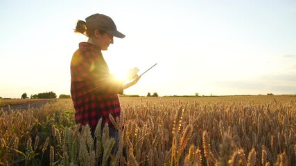 Poster - Woman farmer stands in a wheat field at sunset and works with a digital tablet. Slow motion