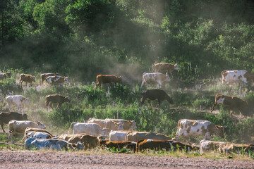 Wall Mural - 
View of a herd of cows in a rural area on a sunny summer day