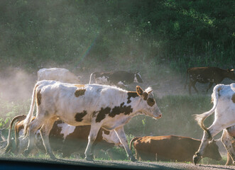 Wall Mural - 
View of a herd of cows in a rural area on a sunny summer day