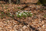Fototapeta Sawanna - Eine Gruppe Buschwindröschen auf dem Waldboden im Frühling im Wald (frühblühende Wildblumen) auf braunen alten Blättern und Laub