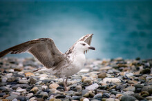 Beautiful Close-up Portrait Of A Seagull Sitting On The Seashore. White Bird On A Rocky Beach Sitting By The Blue Sea