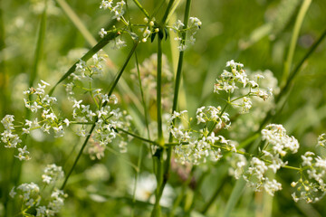 White bedstraw on a green background in the summer close-up