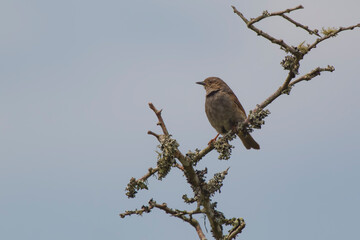 Wall Mural - dunnock