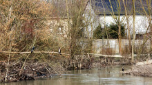Cormorants And Marne River Flood In Ile De France Region