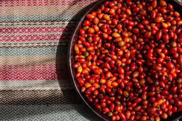 Collecting briar wild rose hip herb for tea