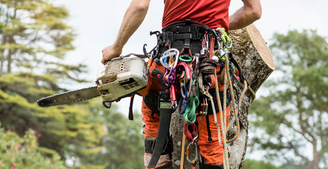 pruner in action in a tree